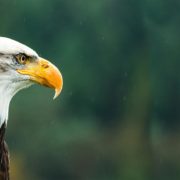 Bald Eagle - Made in America Movement